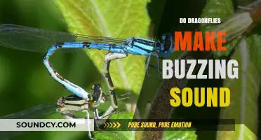Do Dragonflies Buzz? Unraveling the Mystery of Their Wing Sounds