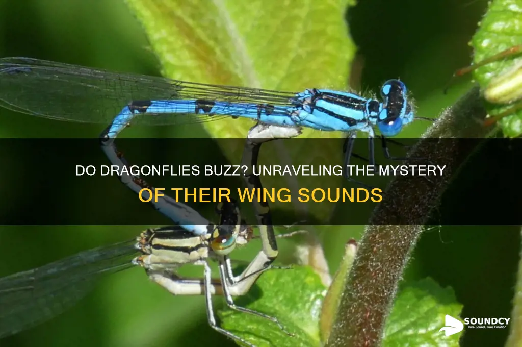 do dragonflies make buzzing sound