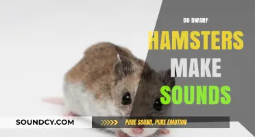 Do Dwarf Hamsters Make Sounds? Exploring Their Vocalizations and Communication