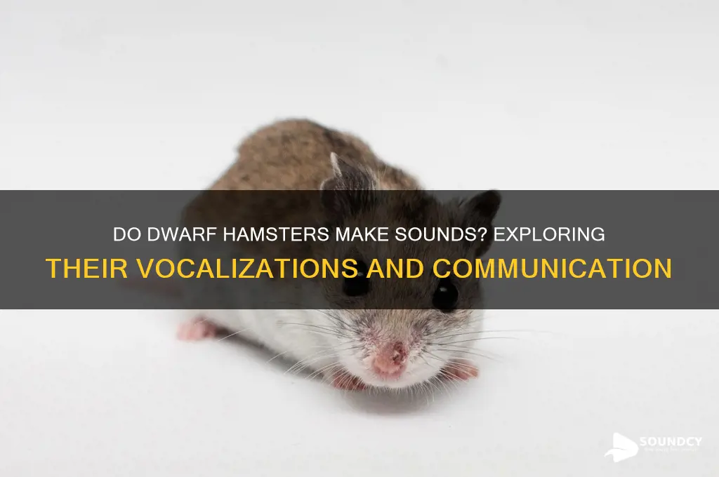 do dwarf hamsters make sounds