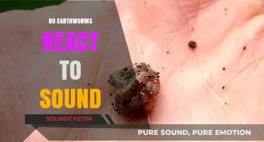 Do Earthworms React to Sound? Exploring Their Sensitivity to Noise