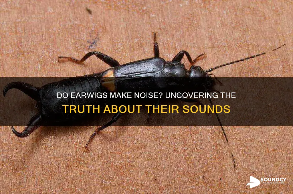 do earwigs make a sound