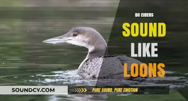 Eiders vs. Loons: Unraveling the Unique Sounds of These Waterfowl