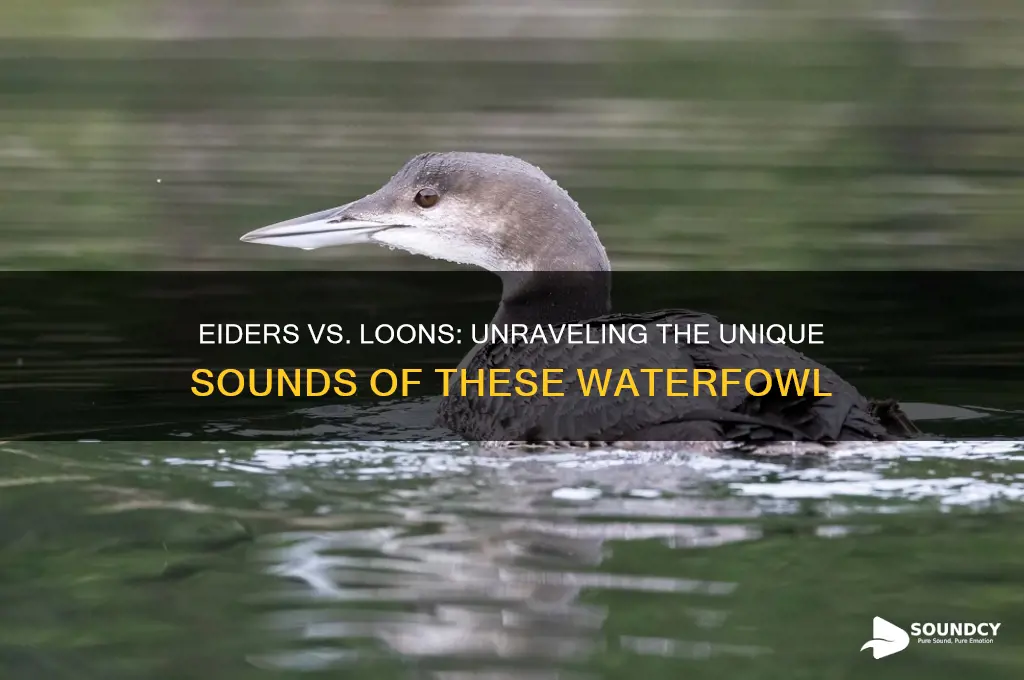 do eiders sound like loons