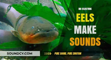 Electric Eels' Sonic Secrets: Unveiling Their Unique Underwater Sounds