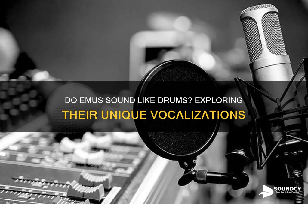 do emus sound like drum
