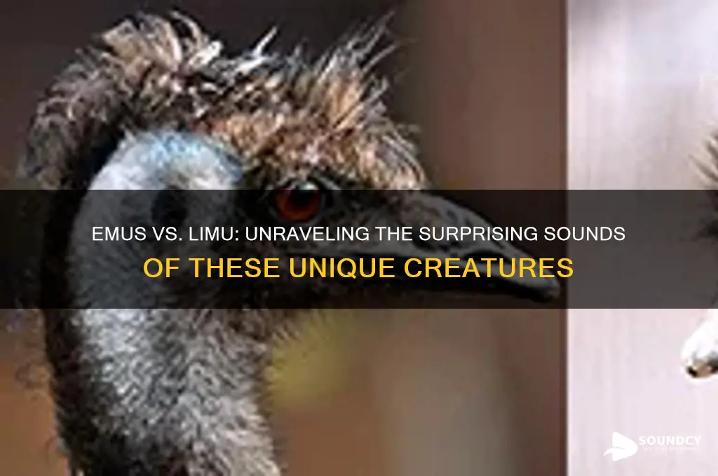do emus sound like limu