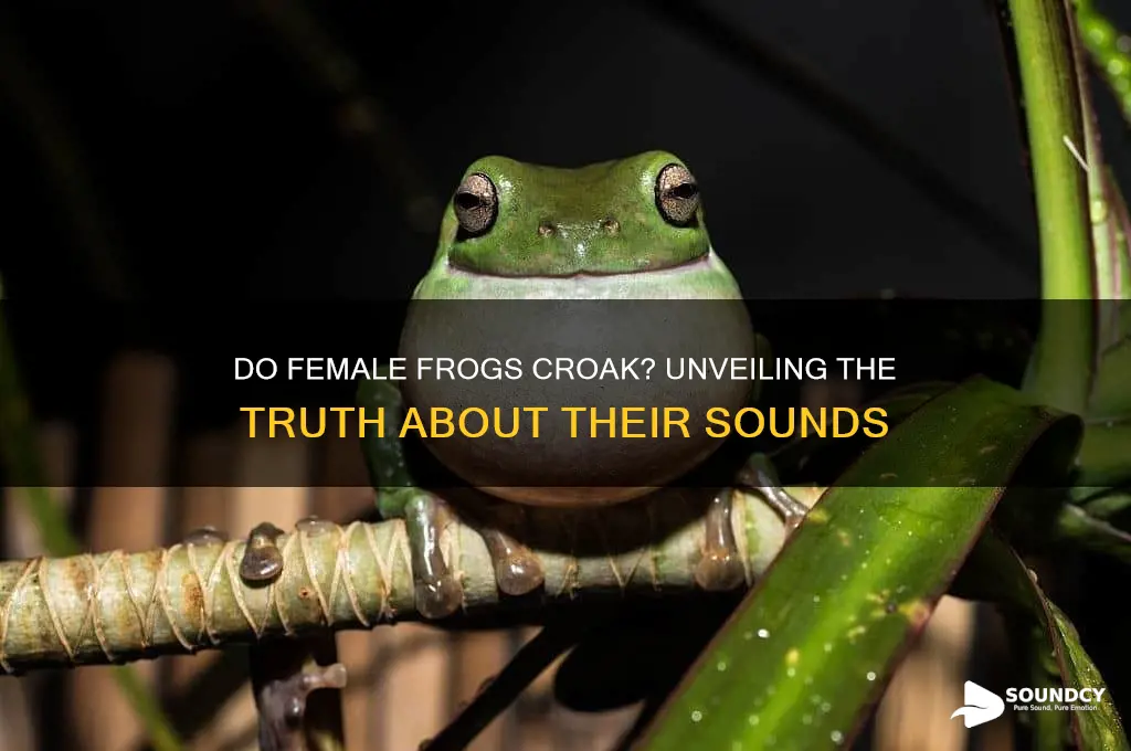 do female frogs make sound