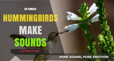 Do Female Hummingbirds Make Sounds? Unveiling Their Vocal Abilities