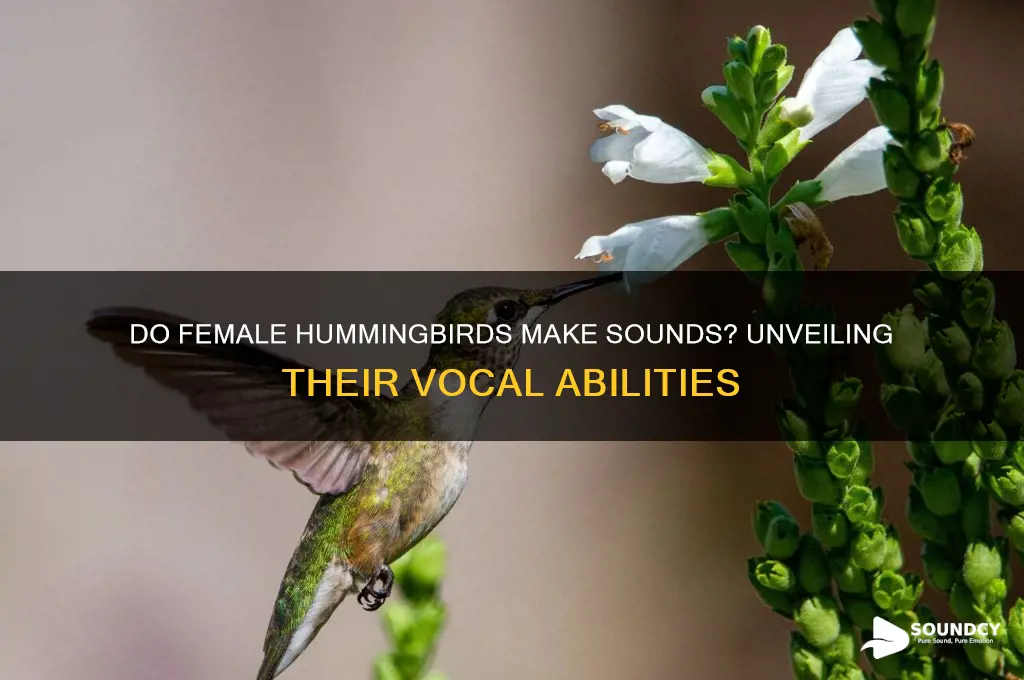 do female hummingbirds make sounds