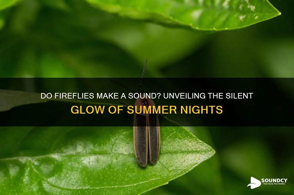do fireflies make a sound