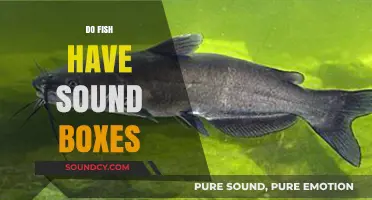 Do Fish Have Sound Boxes? Unveiling Aquatic Communication Mysteries