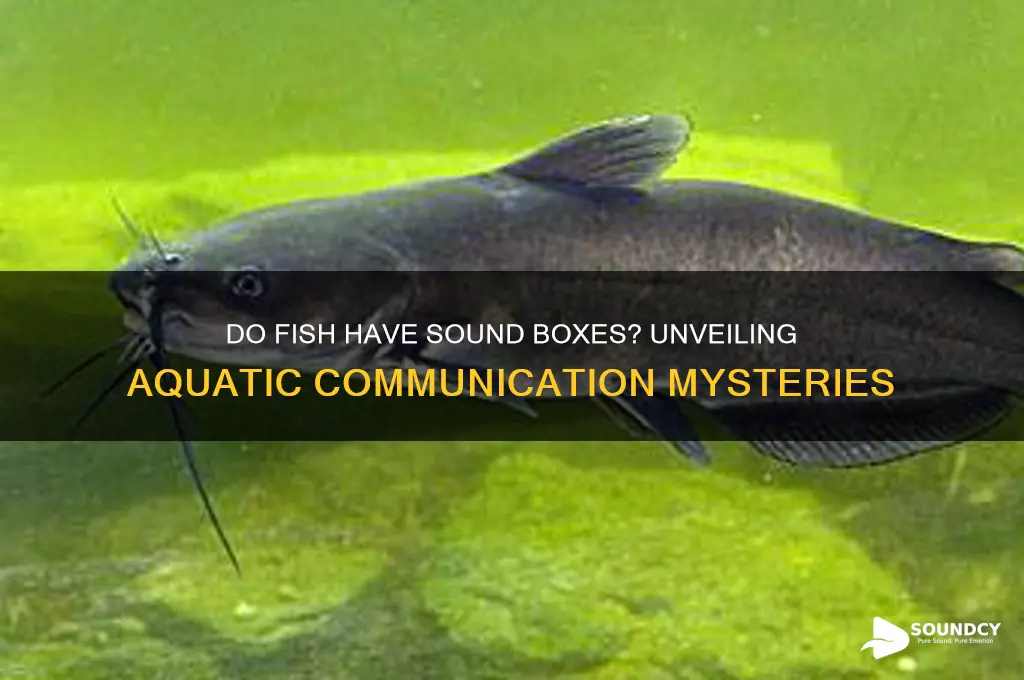 do fish have sound boxes