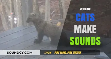 Unveiling the Mystery: Do Fisher Cats Vocalize and How?