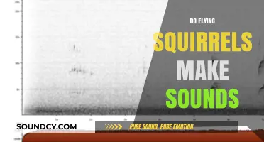 Do Flying Squirrels Make Sounds? Uncovering Their Vocalizations and Communication
