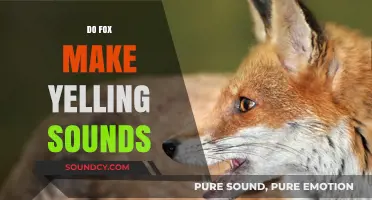 Unusual Fox Noises: Do Foxes Actually Yell? Exploring Their Vocalizations