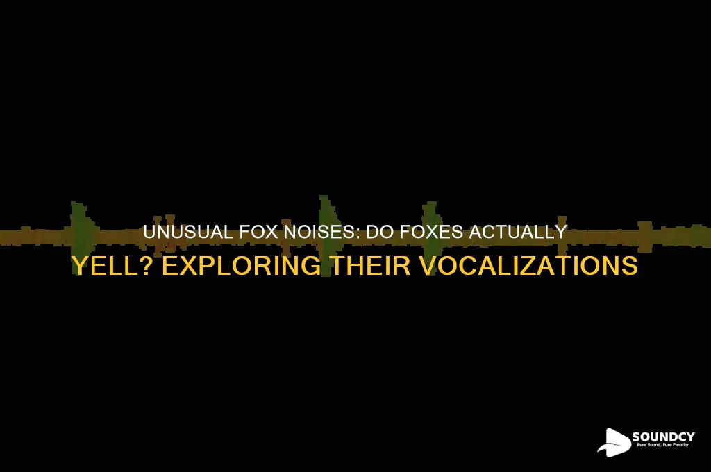 do fox make yelling sounds
