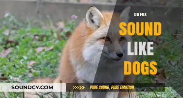 Do Foxes Sound Like Dogs? Unraveling the Canine-Like Vocalizations of Foxes