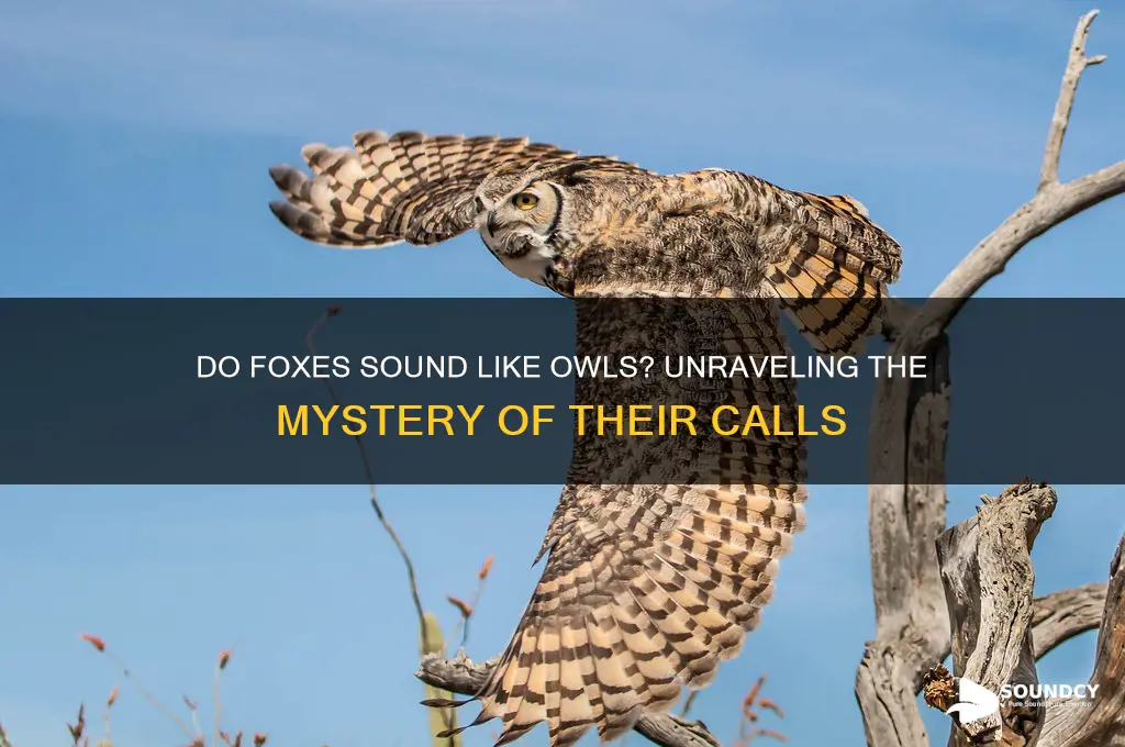 do fox sound like owls