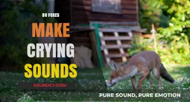 Do Foxes Cry? Unveiling the Mystery Behind Their Vocalizations