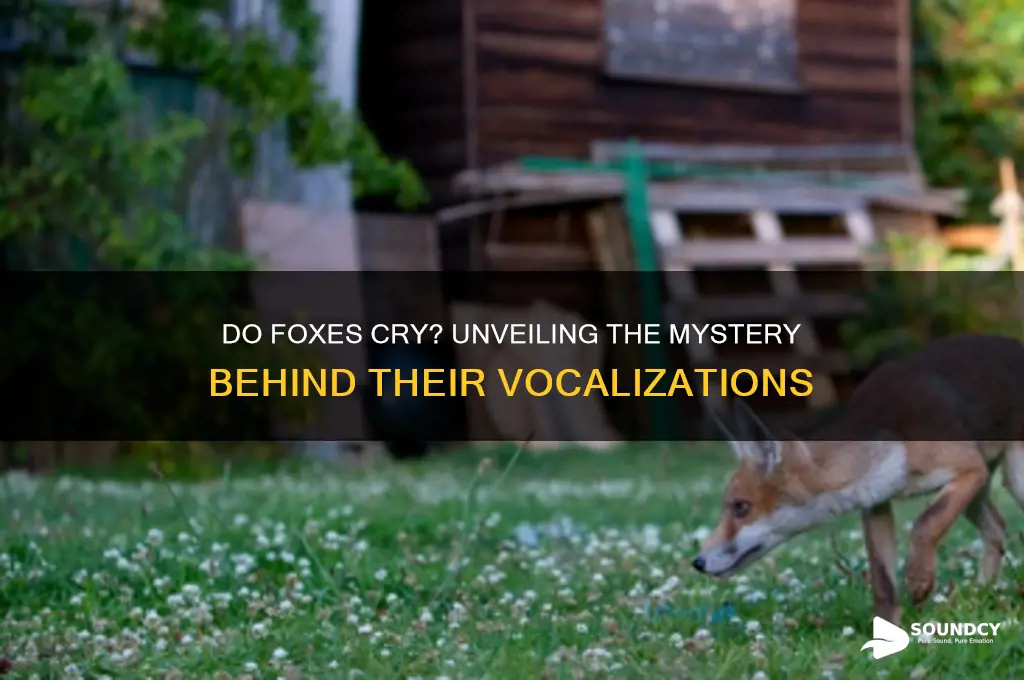 do foxes make crying sounds