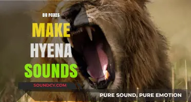 Unusual Fox Noises: Do Foxes Imitate Hyena Sounds in the Wild?
