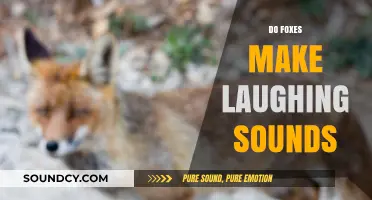 Do Foxes Laugh? Uncovering the Truth Behind Their Unique Sounds