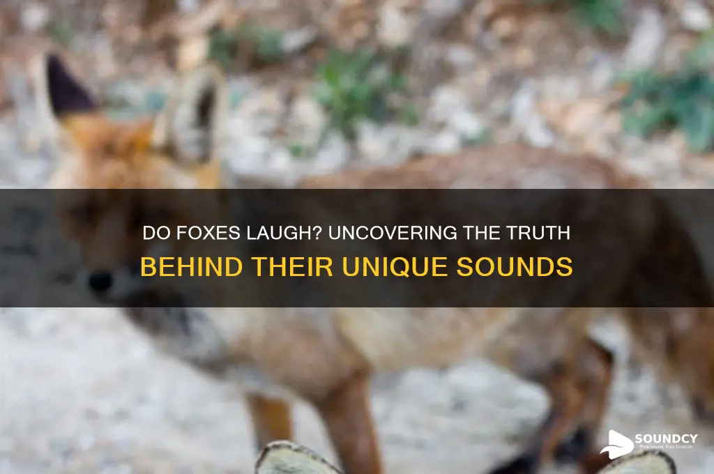 do foxes make laughing sounds