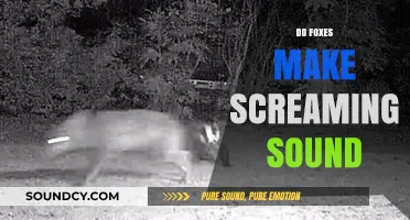 Unraveling the Mystery: Do Foxes Really Scream at Night?