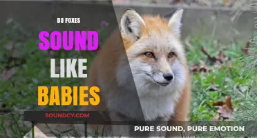 Do Foxes Sound Like Babies? Unraveling the Mystery of Fox Vocalizations