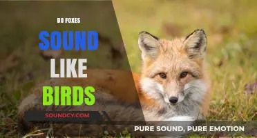 Do Foxes Sound Like Birds? Unraveling the Mystery of Fox Calls