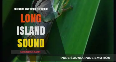 Frogs Near Long Island Sound Beaches: Habitat and Lifestyle Explained