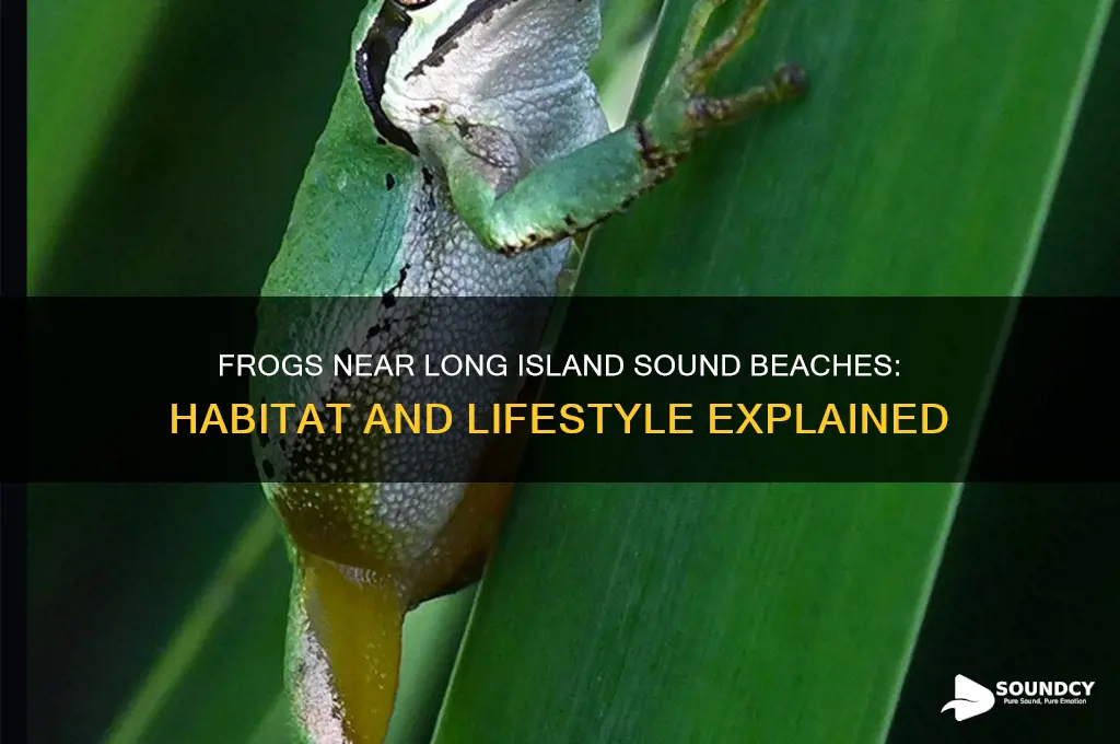 do frogs live near the beach long island sound