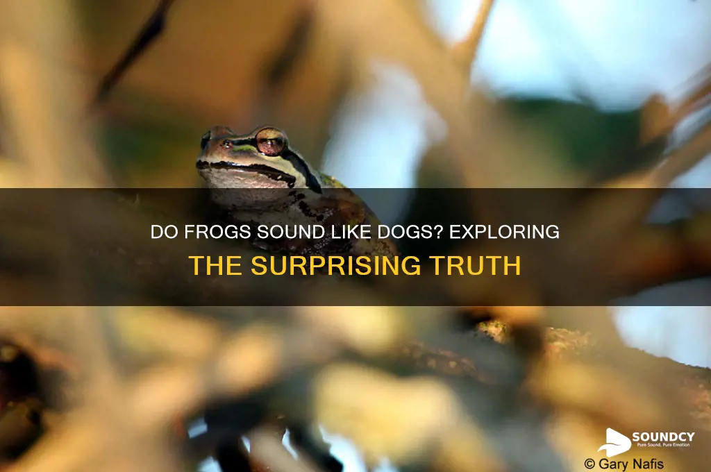 do frogs sound like dogs