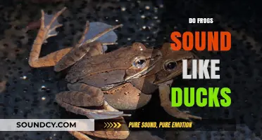 Do Frogs Quack? Unraveling the Myth of Frog-Duck Sounds