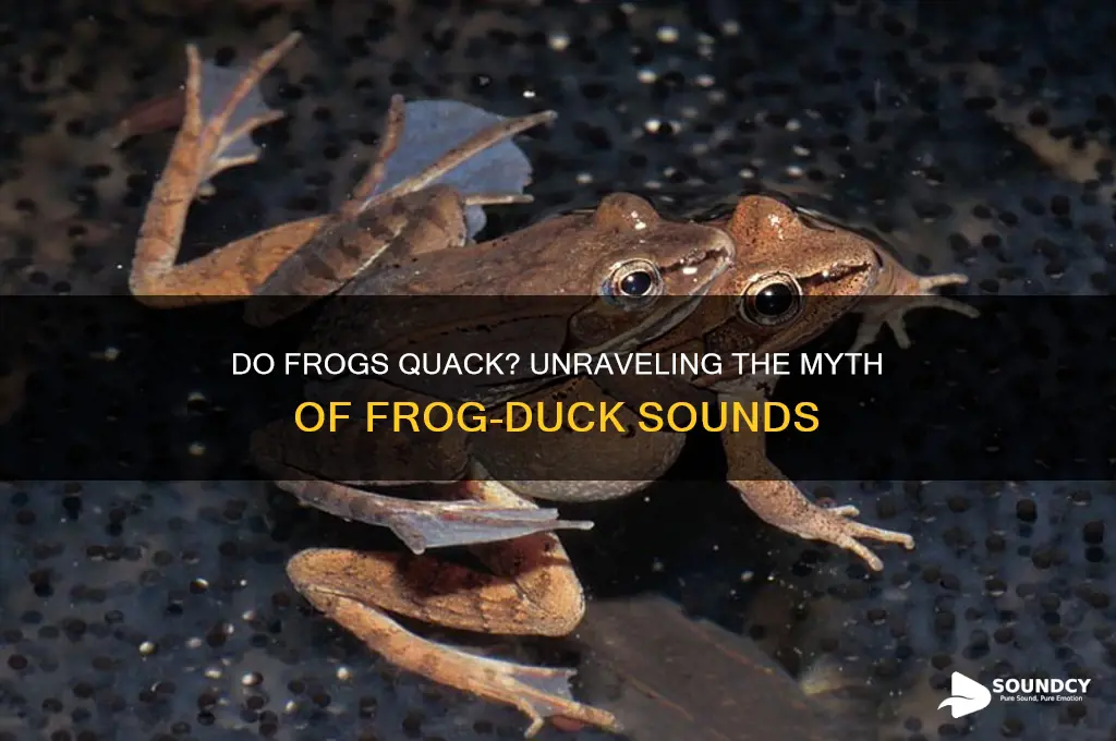 do frogs sound like ducks