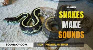 Do Garter Snakes Hiss or Stay Silent? Exploring Their Sounds