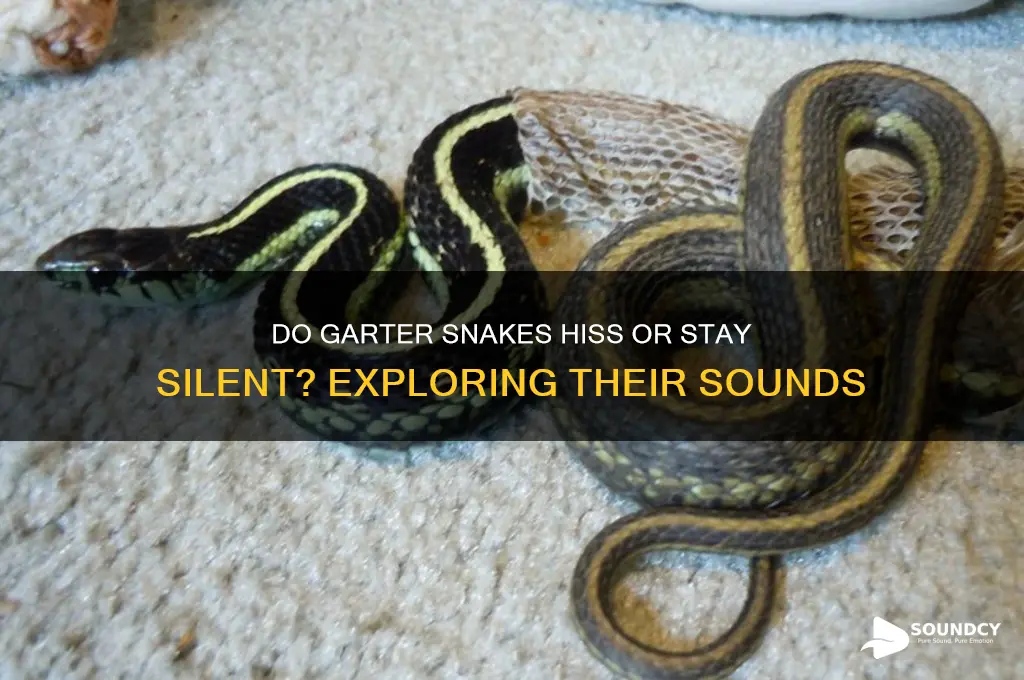 do garter snakes make sounds