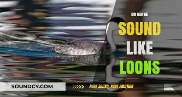 Do Gerbes Sound Like Loons? Exploring the Myth and Reality