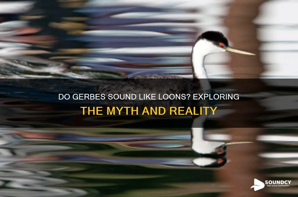 do gerbe sound like loons