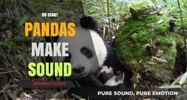 Unveiling the Mystery: Do Giant Pandas Make Sounds?