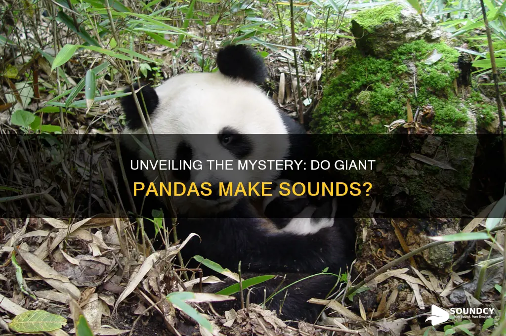 do giant pandas make sound