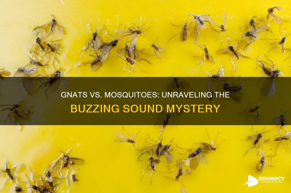 do gnats sound like mosquitoes