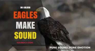 Do Golden Eagles Make Sound? Unveiling Their Vocal Abilities