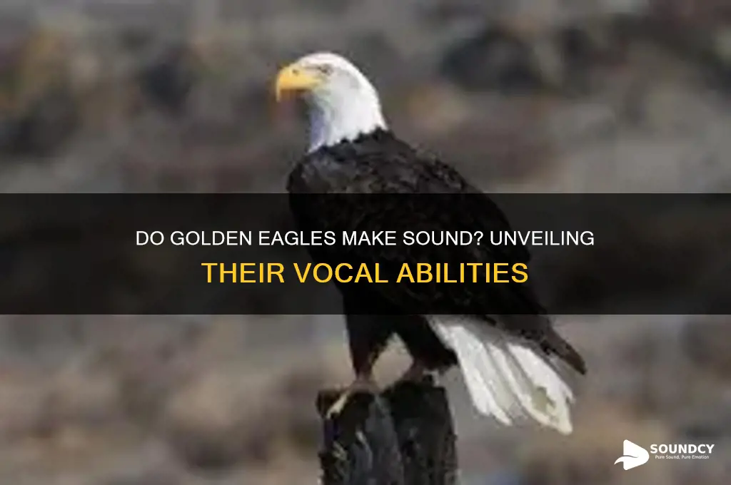 do golden eagles make sound