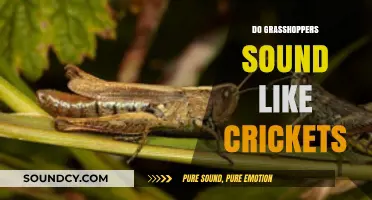 Grasshoppers vs. Crickets: Unraveling the Distinct Sounds of These Insects