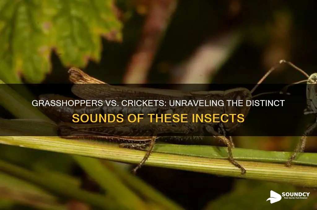 do grasshoppers sound like crickets