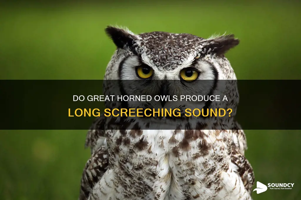 do great horned owls make a long screeching sound