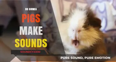 Do Guinea Pigs Make Sounds? Exploring Their Vocal Communication