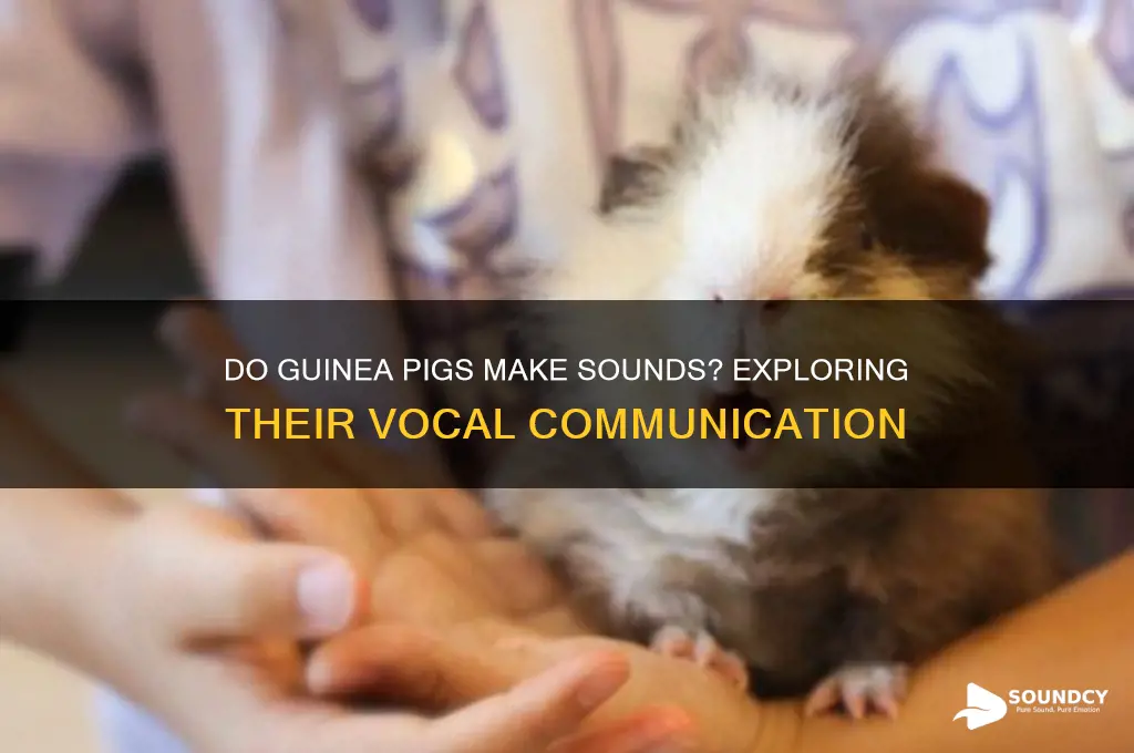 do guinea pigs make sounds